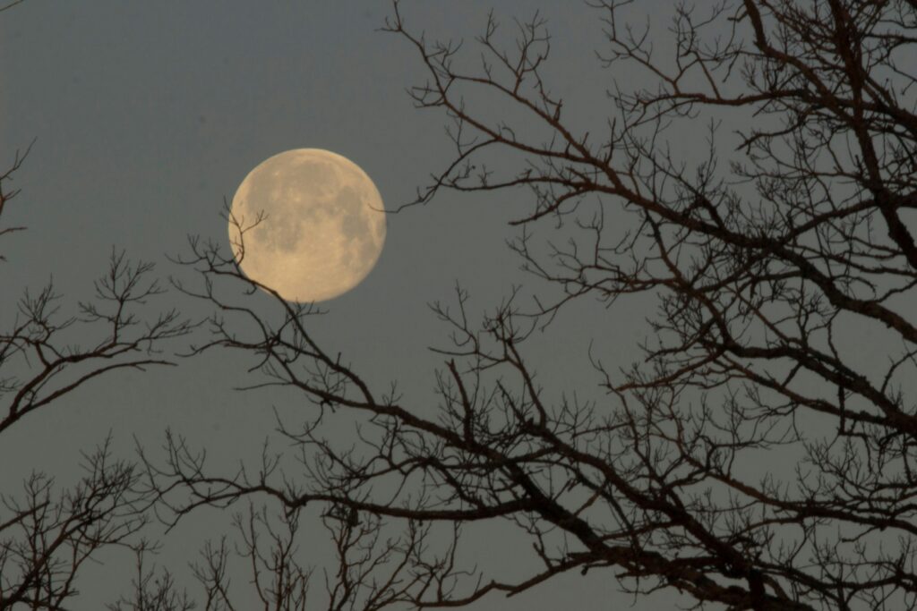 full moon in the night time sky through the lens of tree branches