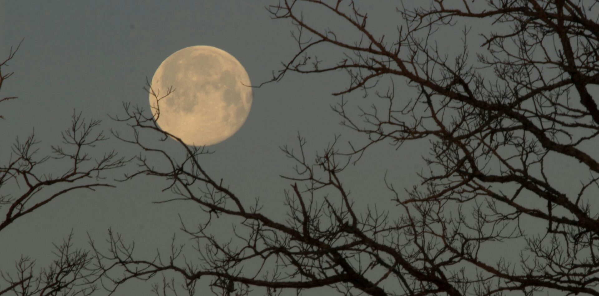full moon in the night time sky through the lens of tree branches