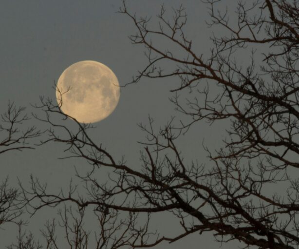 full moon in the night time sky through the lens of tree branches